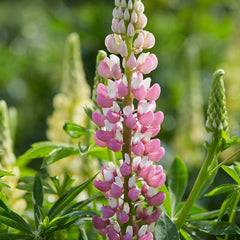 Collection image for: Lupinen
