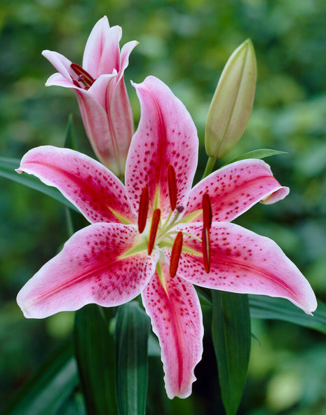 Oriental lily-Lilium Oriental Stargazer 2 kpl