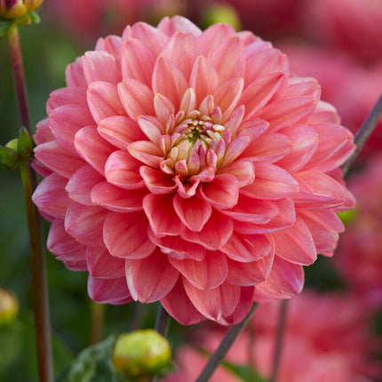 Dahlia Border Melody Allegro 1-pack