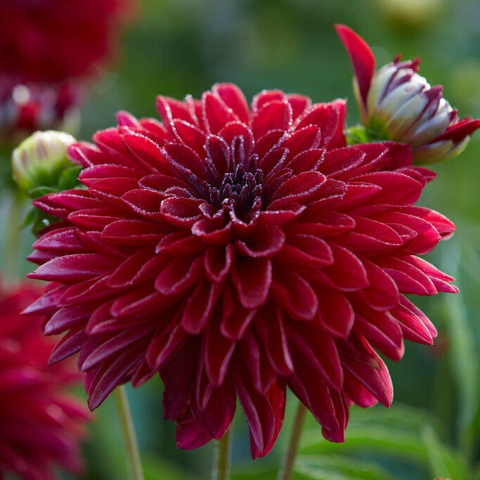 Dahlia Border Melody Mambo 1-pack