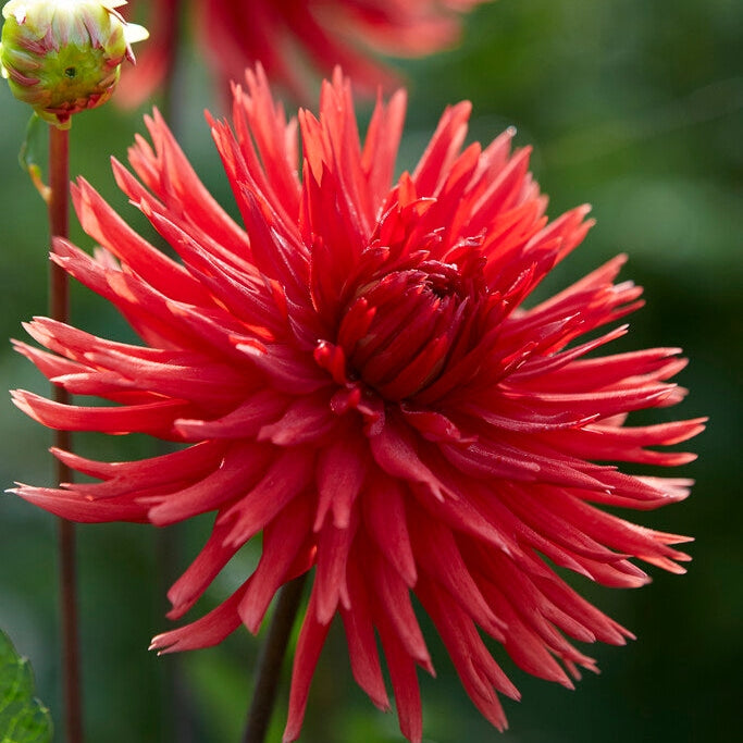 Dahlia Cactus Berger&