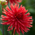 Dahlia Cactus Berger&