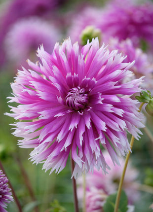 Dahlia Cactus Borddanser 1-pak