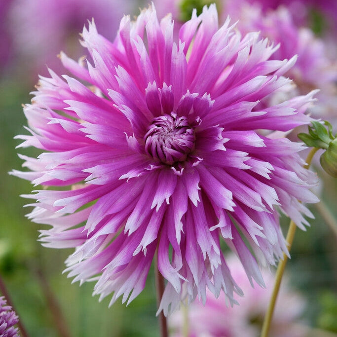 Dahlia Cactus Table Dancer 1-pack