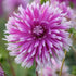 Dahlia Cactus Table Dancer 1-pack