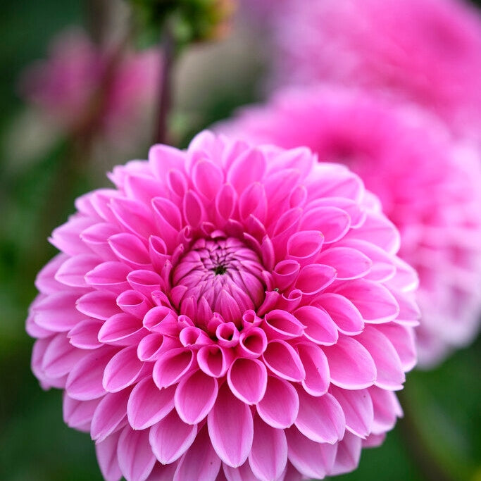 Dahlia Boll Sandra 1-pack