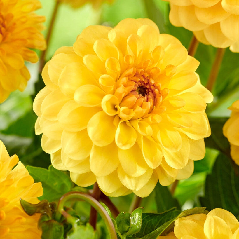 Dahlia Decorative Golden Specter