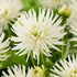 Dahlia Border Playa Blanca 1-pack