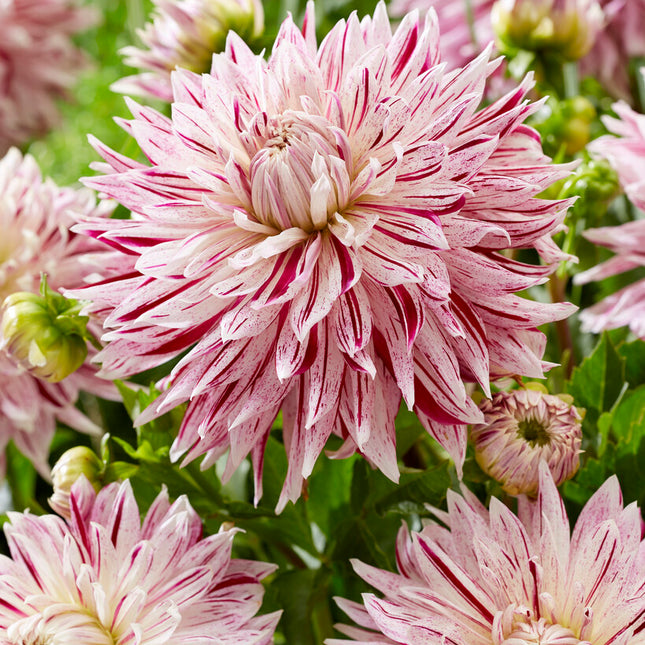 Dahlia Dekorativ Avignon 1-pack