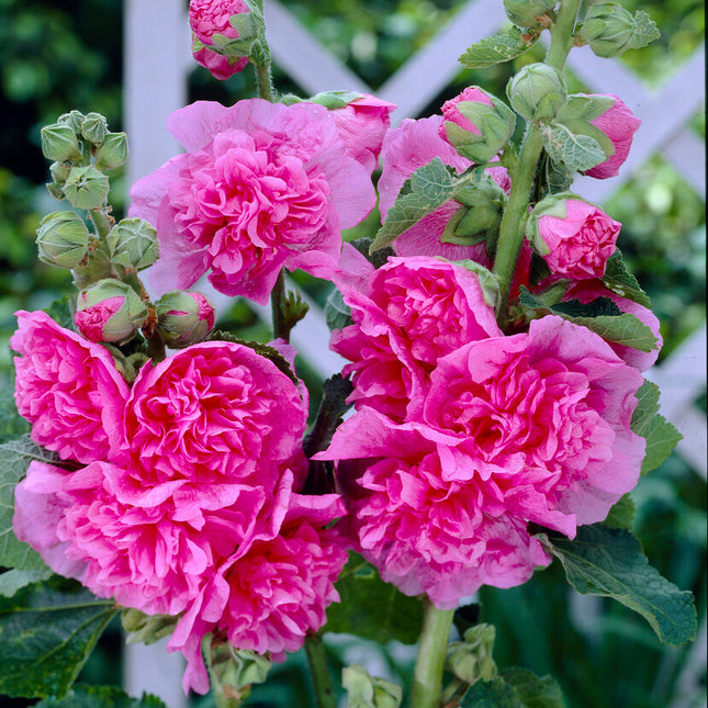 Stockros-Alcea Pink 1-pack