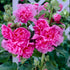 Stockros-Alcea Pink 1-pack