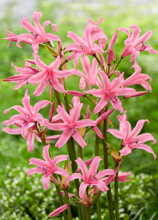 Nerine Bowdenii 2-pak