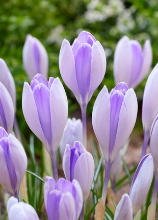 Spring Crocus-Crocus Vernus 'Vanguard' 10-pak