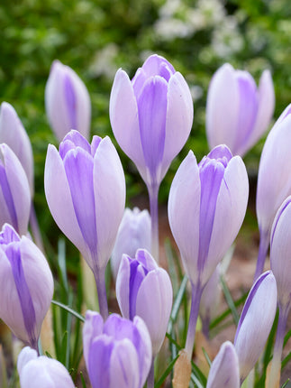 Spring Crocus-Crocus Vernus 'Vanguard' 10-pak