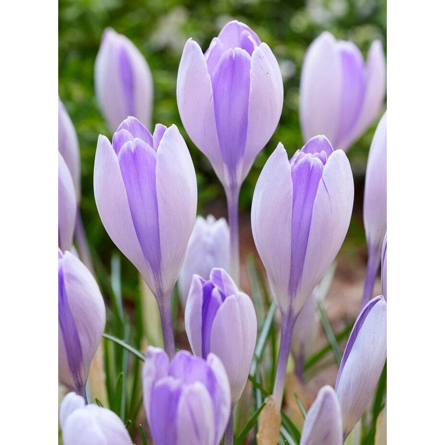 Vårkrokus-Crocus Vernus 'Vanguard' 10-pack