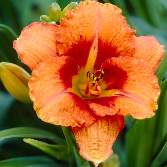 Daglilja-Hemerocallis Tigger 1-pack