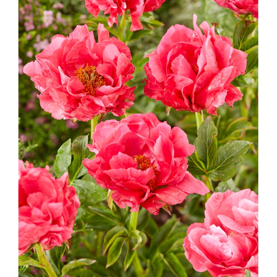 Pion-Paeonia Paula Fay  1-pack