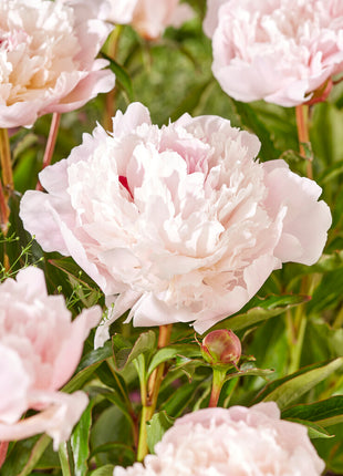 Pion-Paeonia Immaculee 1-pack