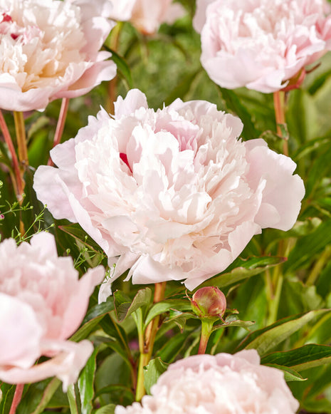 Pion-Paeonia Immaculee 1-pack