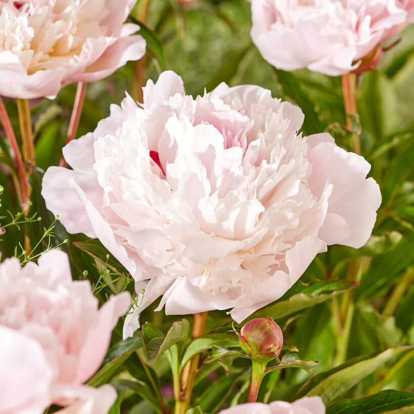 Pion-Paeonia Immaculee 1-pack