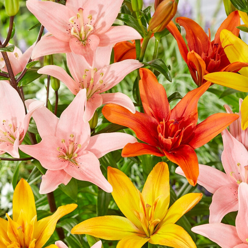 Asiatlilja-Lilium Asiatic Mixed 3-pack