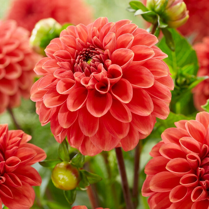 Dahlia Boll Zundert Mystery Fox 1-pack NYHET