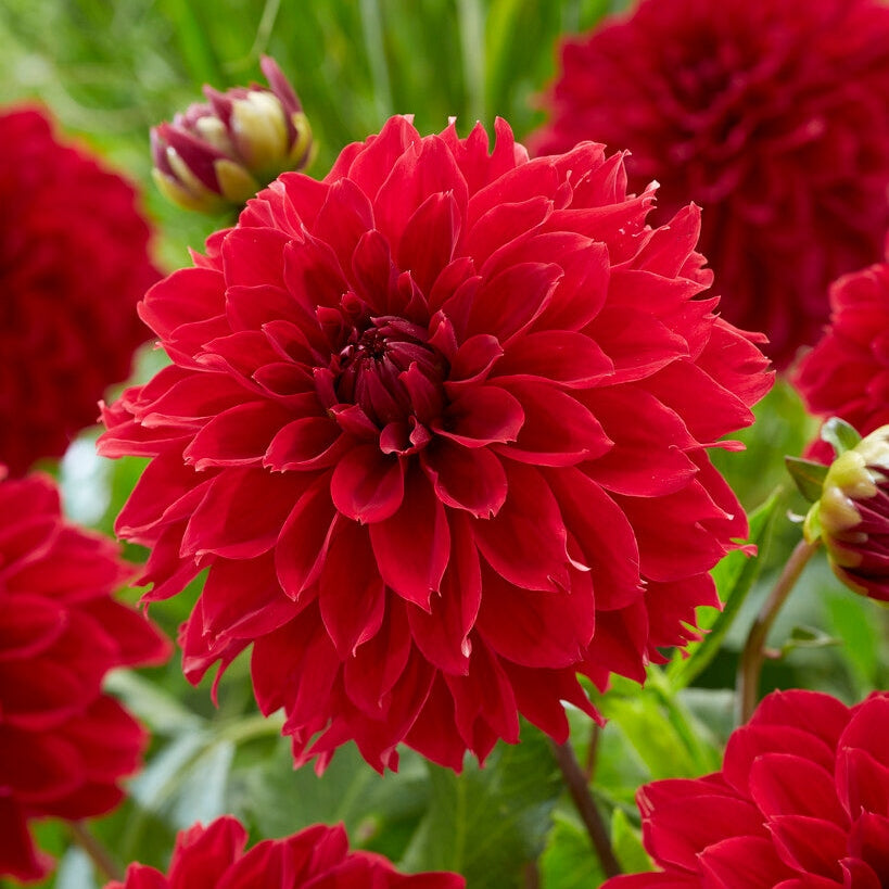 Dahlia Fubuki Red 1-pack