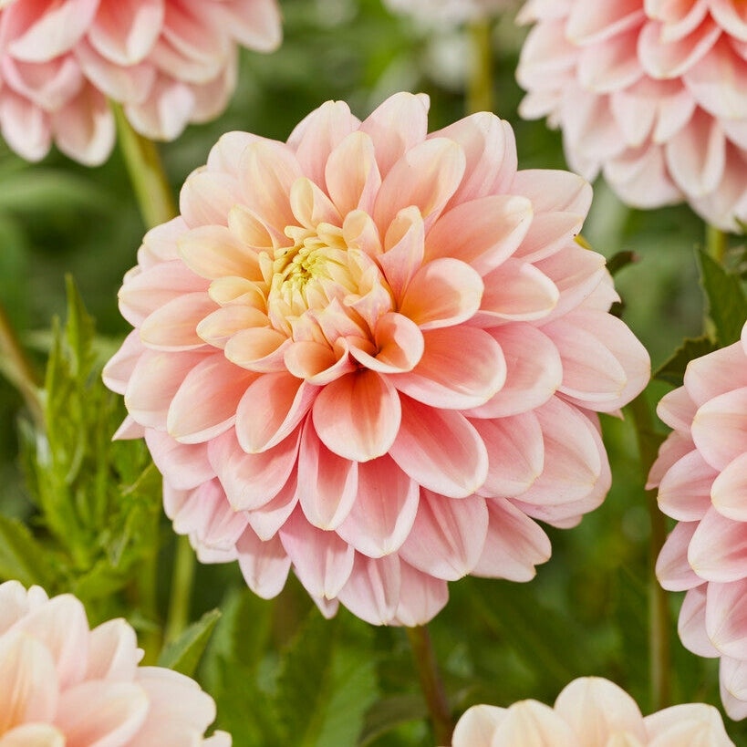 Dahlia Giovanna Dekorativ 1-pack NYHET