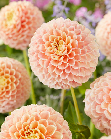 Dahlia Pompon Sweet Suzanne 1-pack NYHET