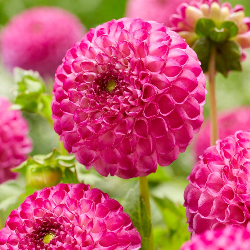 Dahlia Pompon Zippity Do Da 1-pack