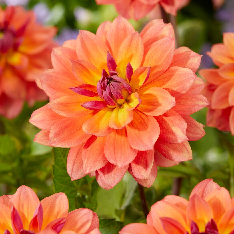 Dahlia Firepot Dekorativ 1-pack NYHET