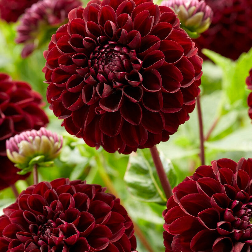 Dahlia Pompon Dark Spirit 1-pack