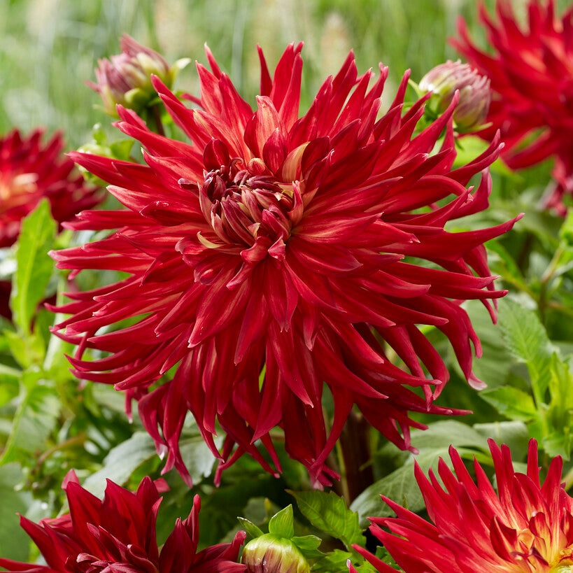 Dahlia Dekorativ Manhattan Island 1-pack