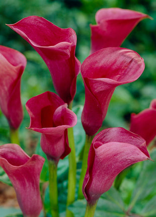 Zantedeschia Chianti  1-pack