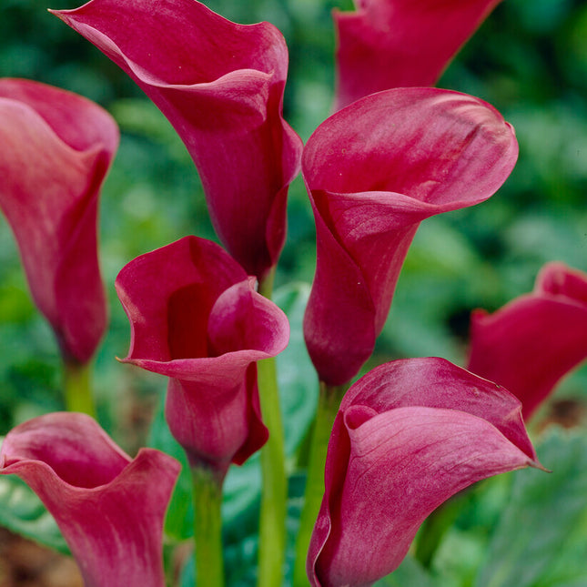 Zantedeschia Chianti  1-pack