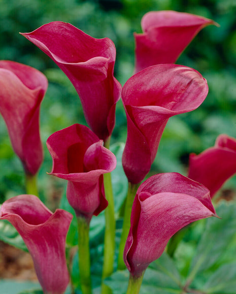 Zantedeschia Chianti  1-pack