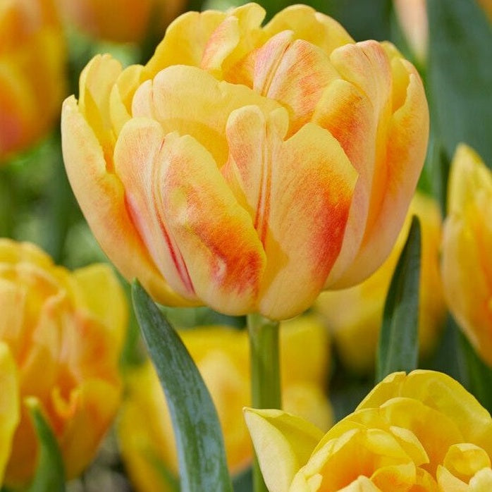 Tulpan Foxy Foxtrot 7-pack