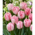 Tulpan Foxtrot 7-pack