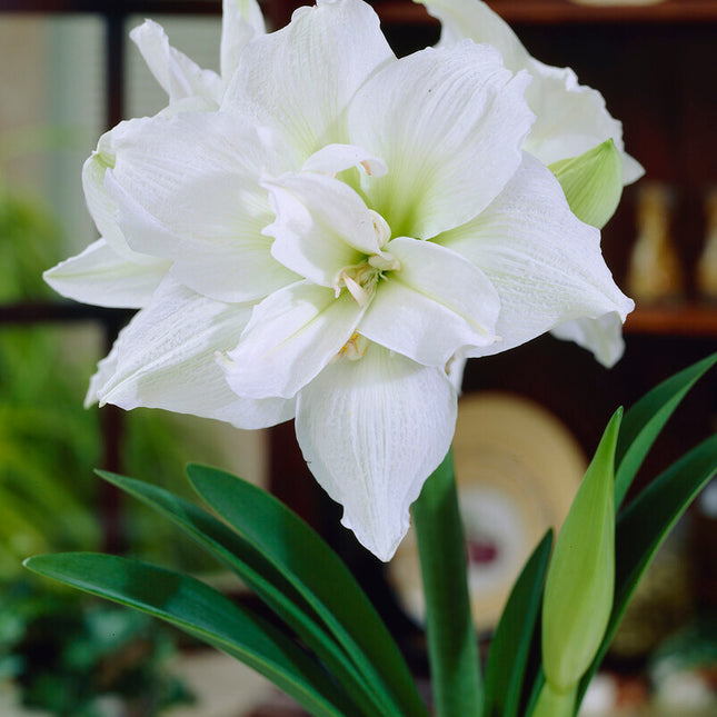 Amaryllis-Hippeastrum 'White Nymph' 1-pack