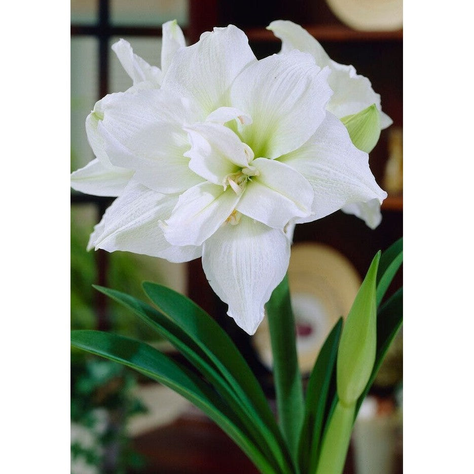 Amaryllis-Hippeastrum 'White Nymph' 1-pack