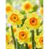 Narcissus Bantam 5-pack