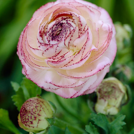 Bukettranunkel-Ranunculus asiaticus 'Picotee Rose' 10-pack
