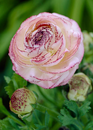 Bukettranunkel-Ranunculus asiaticus 'Picotee Rose' 10-pack