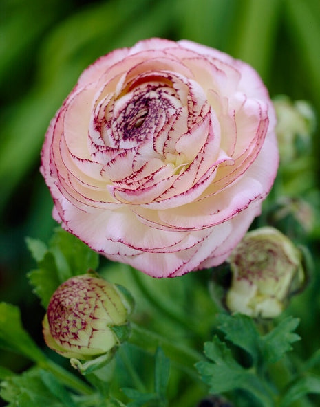 Ranunculus asiaticus 'Picotee Rose' 10 kpl