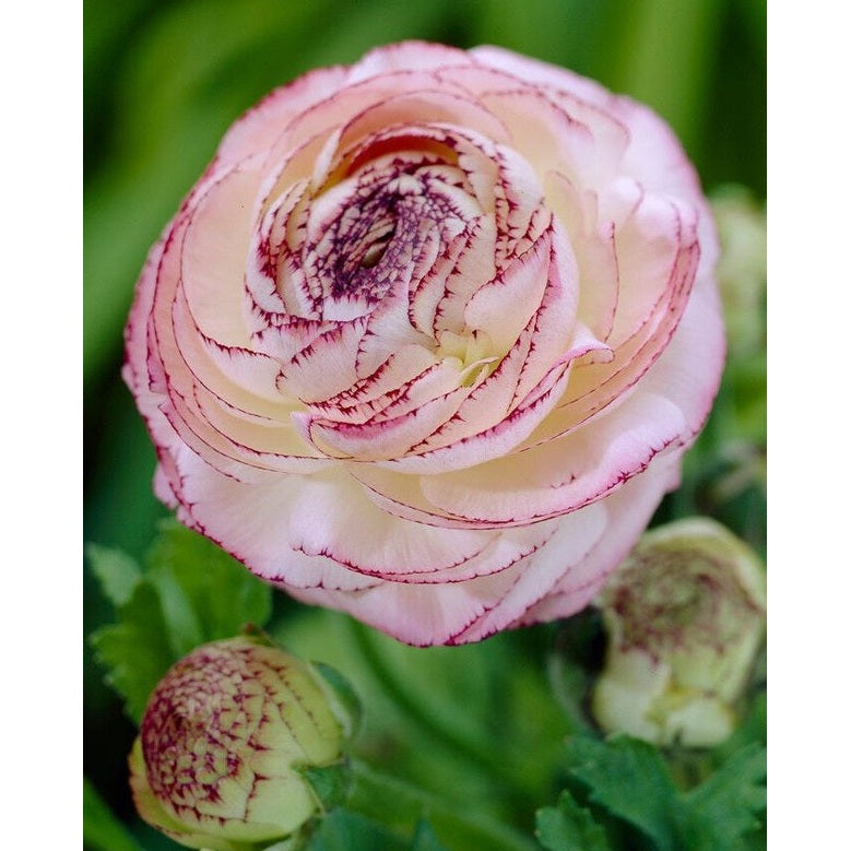 Bukettranunkel-Ranunculus asiaticus 'Picotee Rose' 10-pack