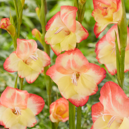 Gladiolus Nanus Las Vegas 10-pack