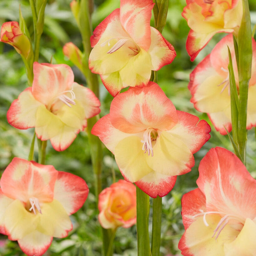 Gladiolus Nanus Las Vegas 10-pack