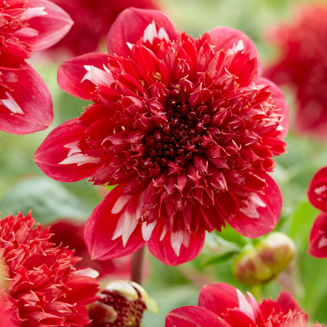 Dahlia Anemone Speech 1-pack NYHET