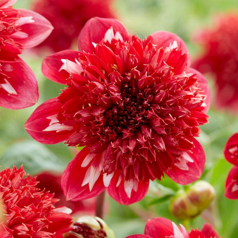 Dahlia Anemone Speech 1-pack NYHET