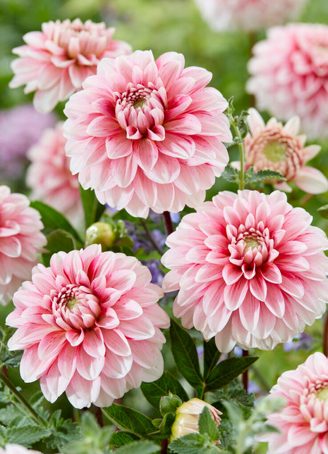 Dahlia Dekorativ Strawberry Cream 1-pack NYHET